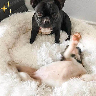 Snuggleloop - Flauschiges Donut-Haustierbett für Katzen & Hunde